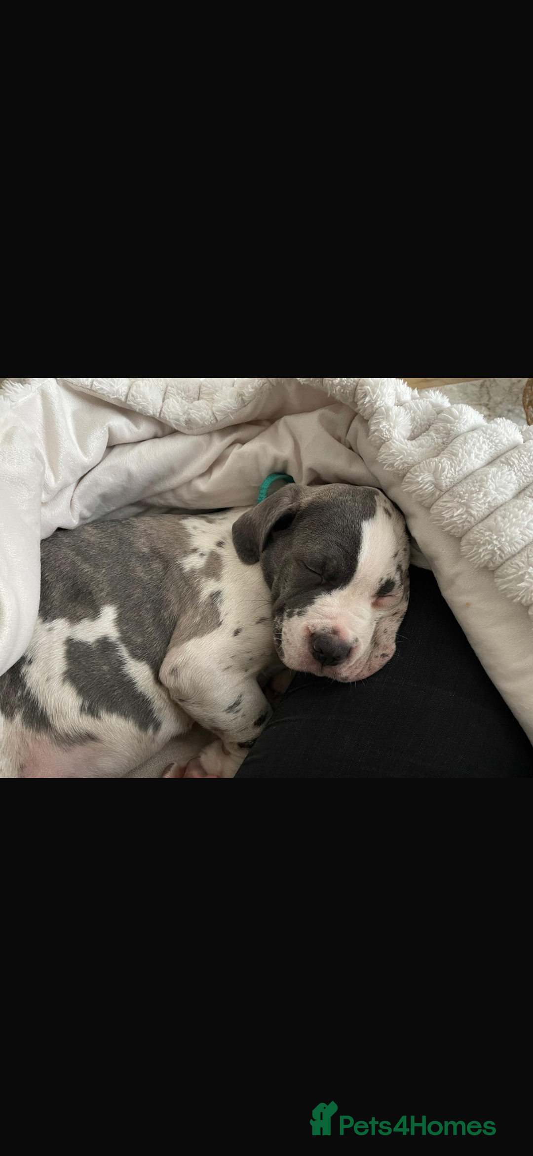 Cane Corso dogs for sale: Merle Cane corso puppy  - Advert 4