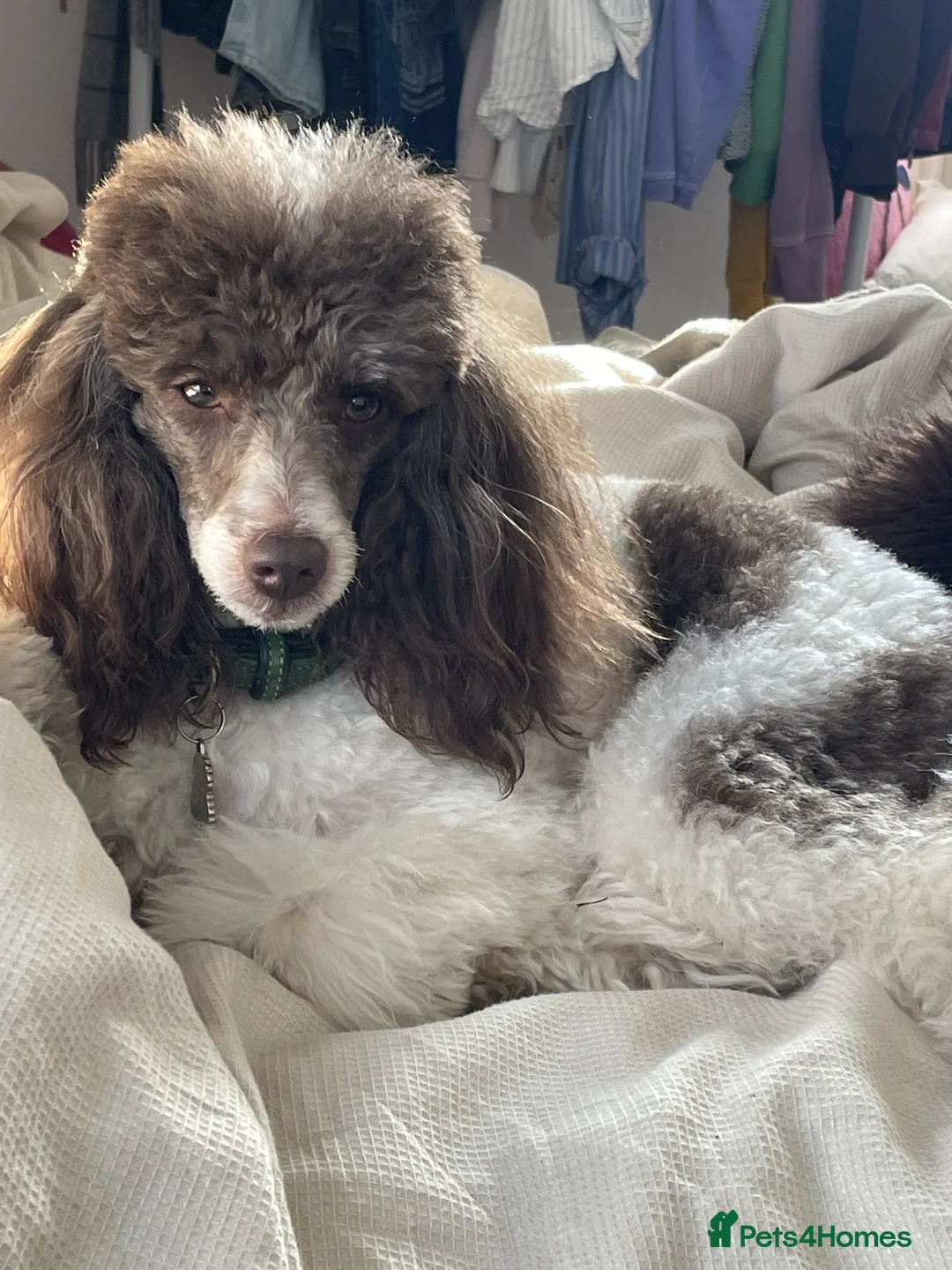 Miniature Poodle dogs for sale: Gorgeous Miniature Poodle puppies - Advert 6