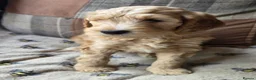 Australian Labradoodle dogs for sale: READY NOW! Therapy Aus x Irish dood multi gen mix  - Advert 19