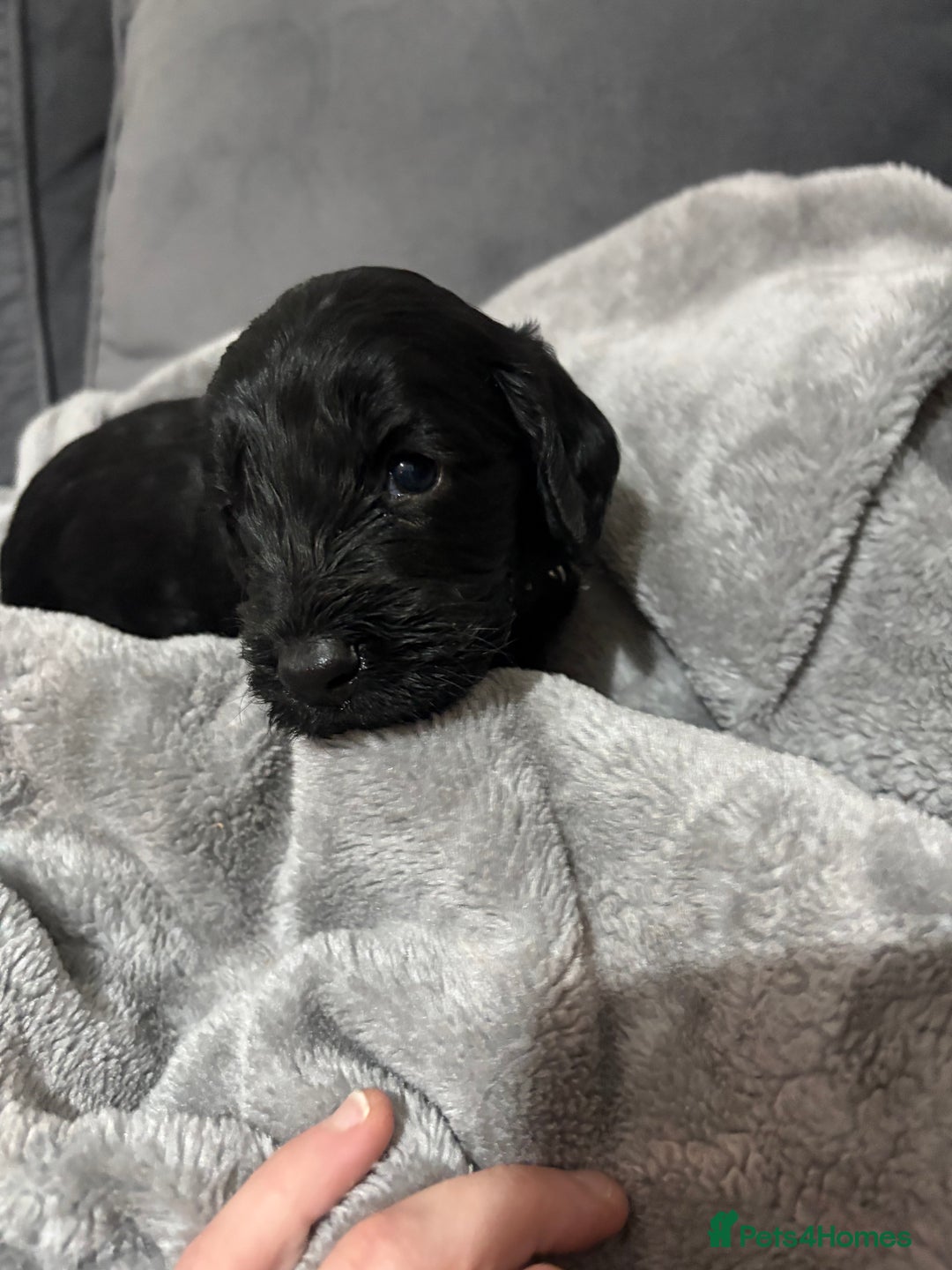 Cockapoo dogs for sale: Cockerpoo - Advert 8