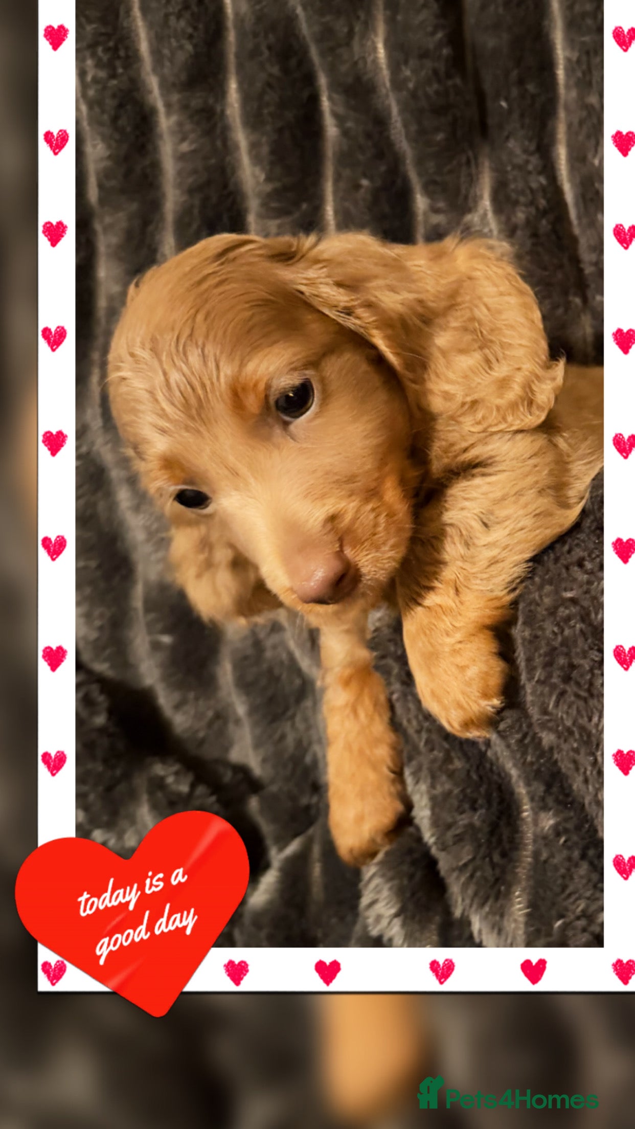 Miniature Dachshund dogs Miniature Dachshund READY TODAY REDUCED NOW  x - Advert 6