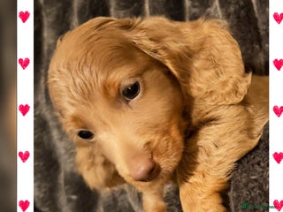 Miniature Dachshund dogs Miniature Dachshund READY TODAY REDUCED NOW x - Advert 6