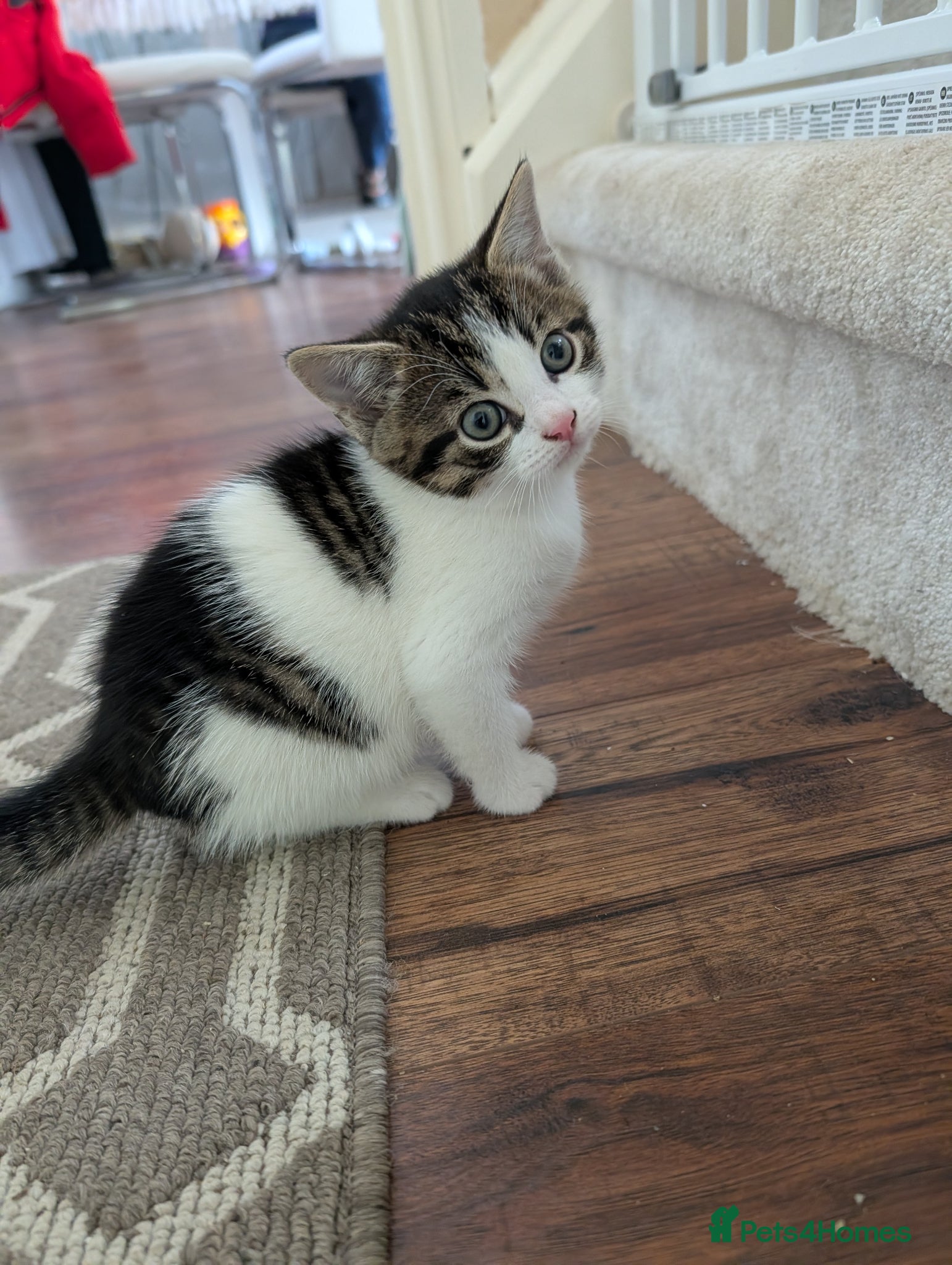 Mixed Breed cats Lovely Kittens Looking for Homes - Advert 10