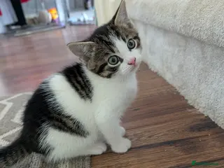 Mixed Breed cats Lovely Kittens Looking for Homes - Advert 10