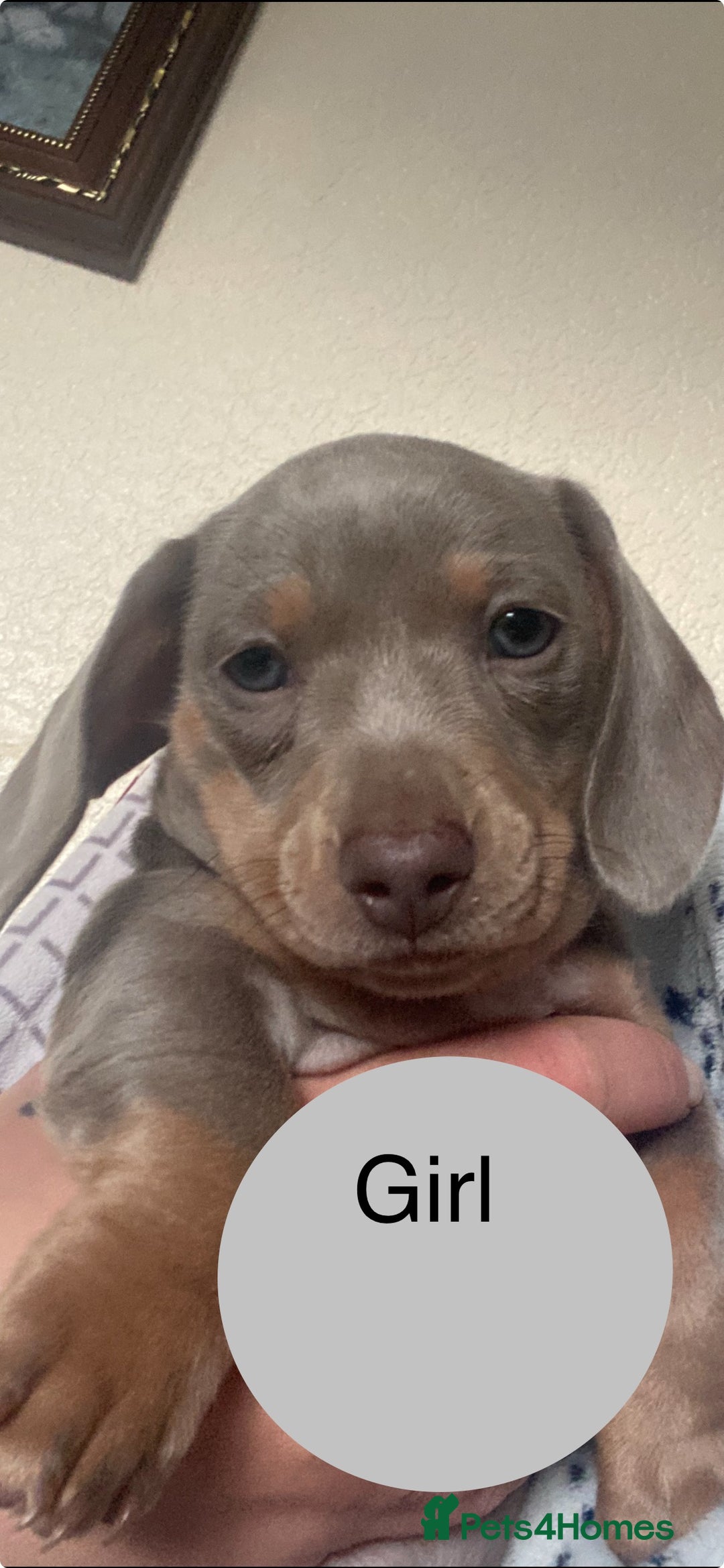 Miniature Dachshund dogs for sale: Ready now kennel club dachshund puppys PRA clear  - Image 32