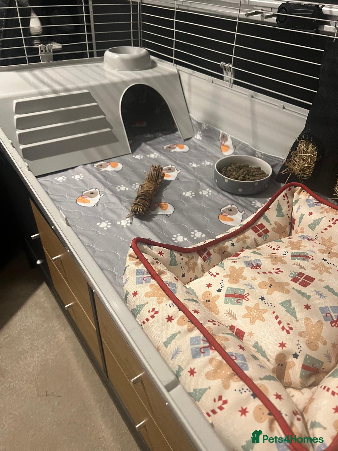 Guinea Pig rodents for sale: 2 male paired guinea pigs + set up  - Advert 1