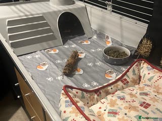 Guinea Pig rodents 2 male paired guinea pigs + set up - Advert 3