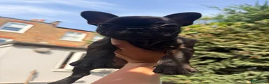 Pip