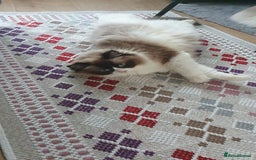 Ragdoll cats for sale: Ragdoll girl !!!  - Image 8