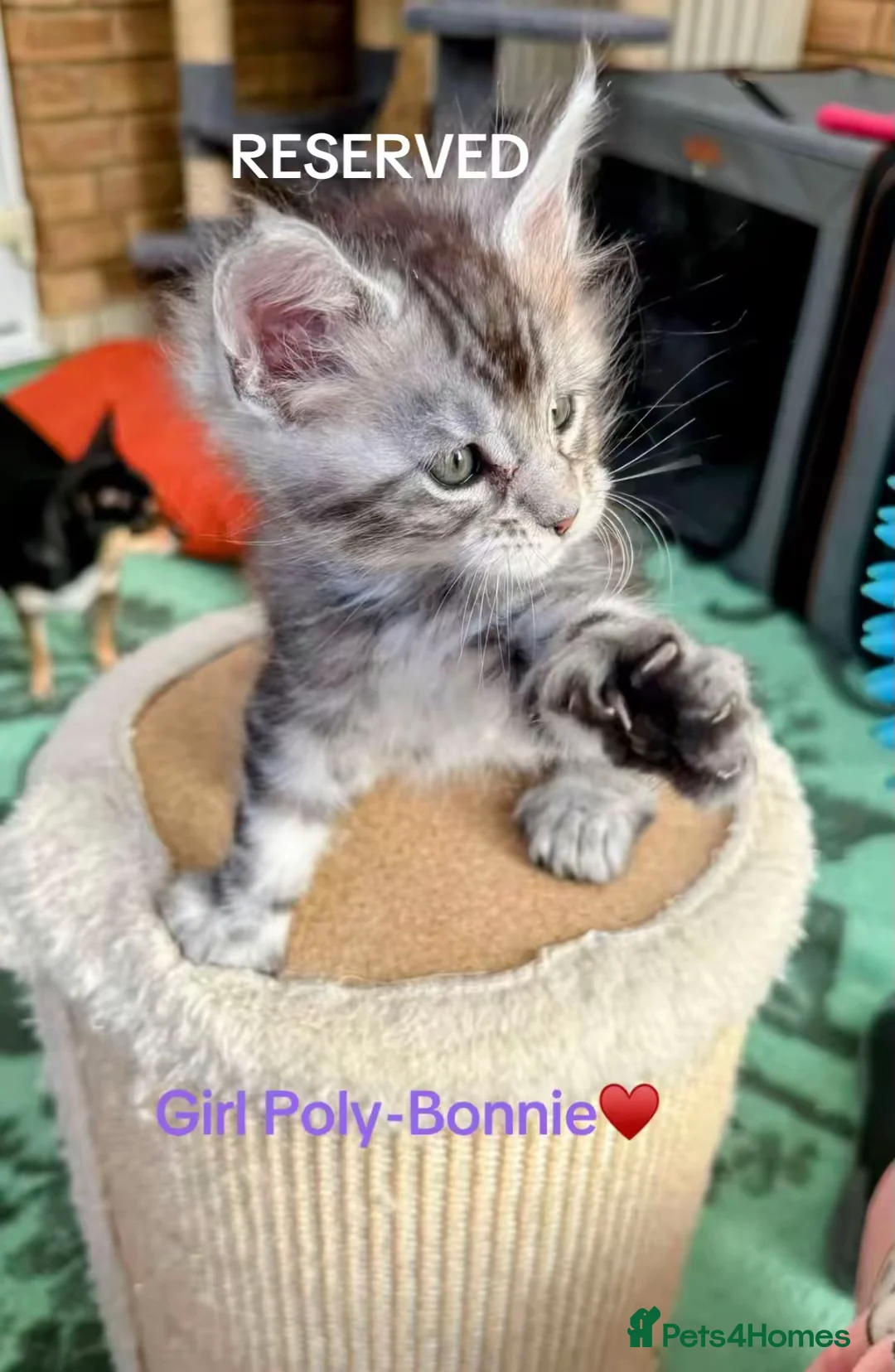Maine Coon cats for sale: 6 STUNNING PEDIGREE TICA REG MAINE COON KITTENS - Advert 2