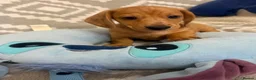 Miniature Dachshund dogs for sale: Beautiful Miniature Puppy Dachsung  - Advert 16