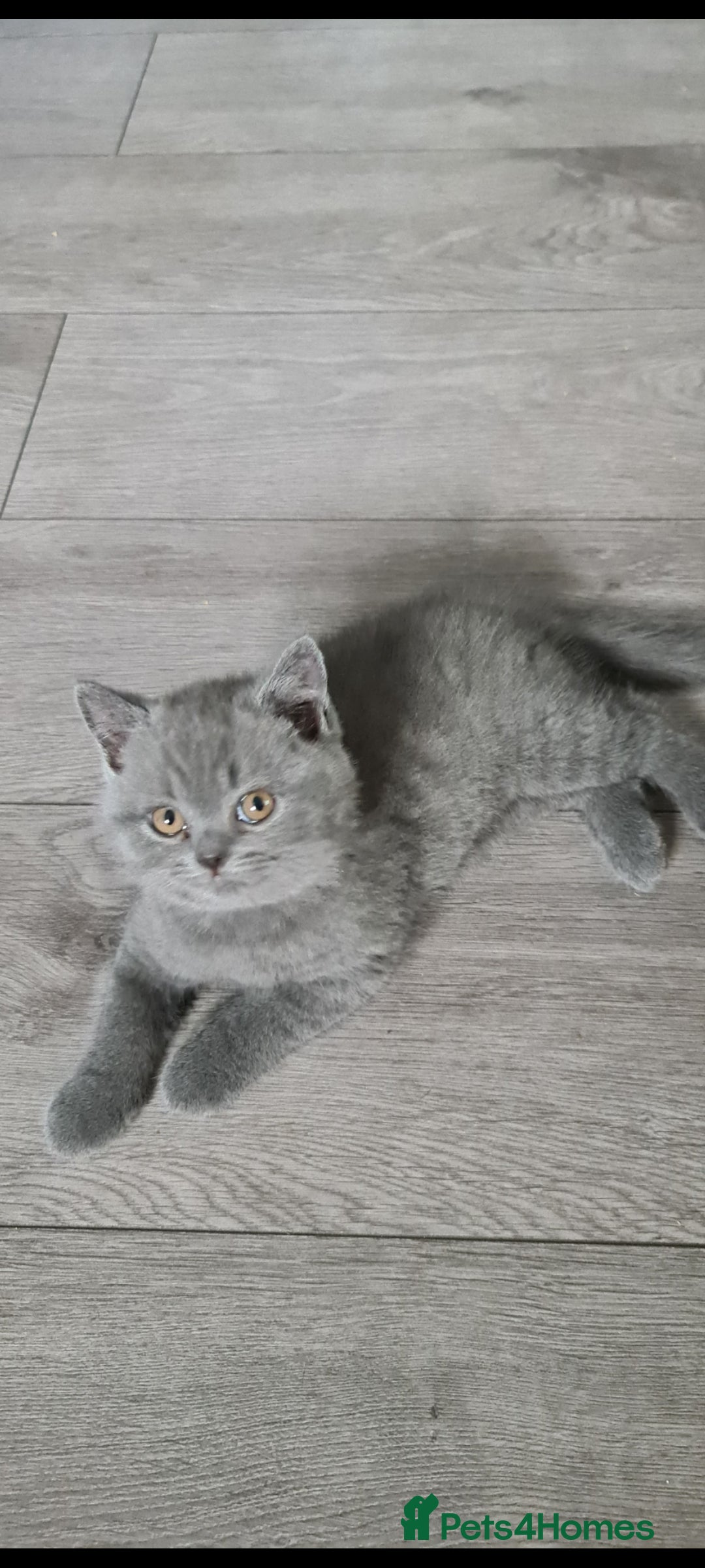 British Shorthair cats for sale: *LAST KITTEN READY NOW STUNNING BLUE BOY* - Image 6