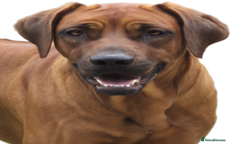 Rhodesian Ridgeback dogs for sale: Rhodesian Ridgeback Puppies - Image 3