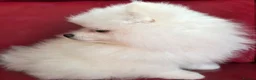 Pomeranian dogs for sale: Pedigree Ice White Pomeranian puppies - Advert 9