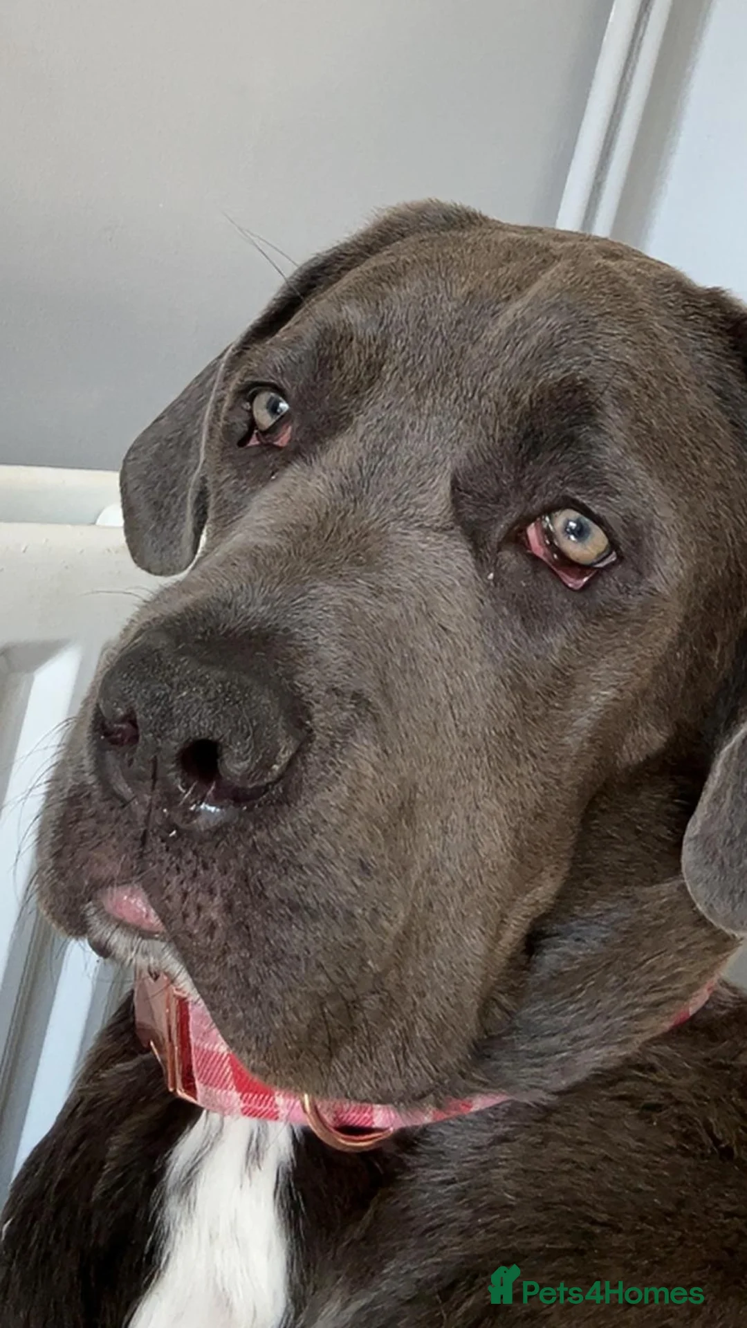 Cane Corso dogs for sale: 18 month cane corso female  - Advert 10