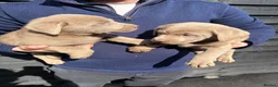 Labrador Retriever dogs for sale: Ready to leave Beautiful Silver Labrador Puppies - Advert 1