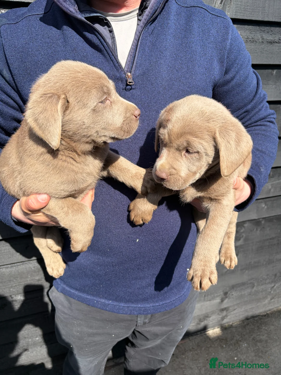Labrador Retriever dogs for sale: Ready to leave Beautiful Silver Labrador Puppies - Advert 1