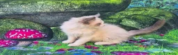 Ragdoll cats for sale: GCCF Registered Ragdoll Kittens  - Advert 4