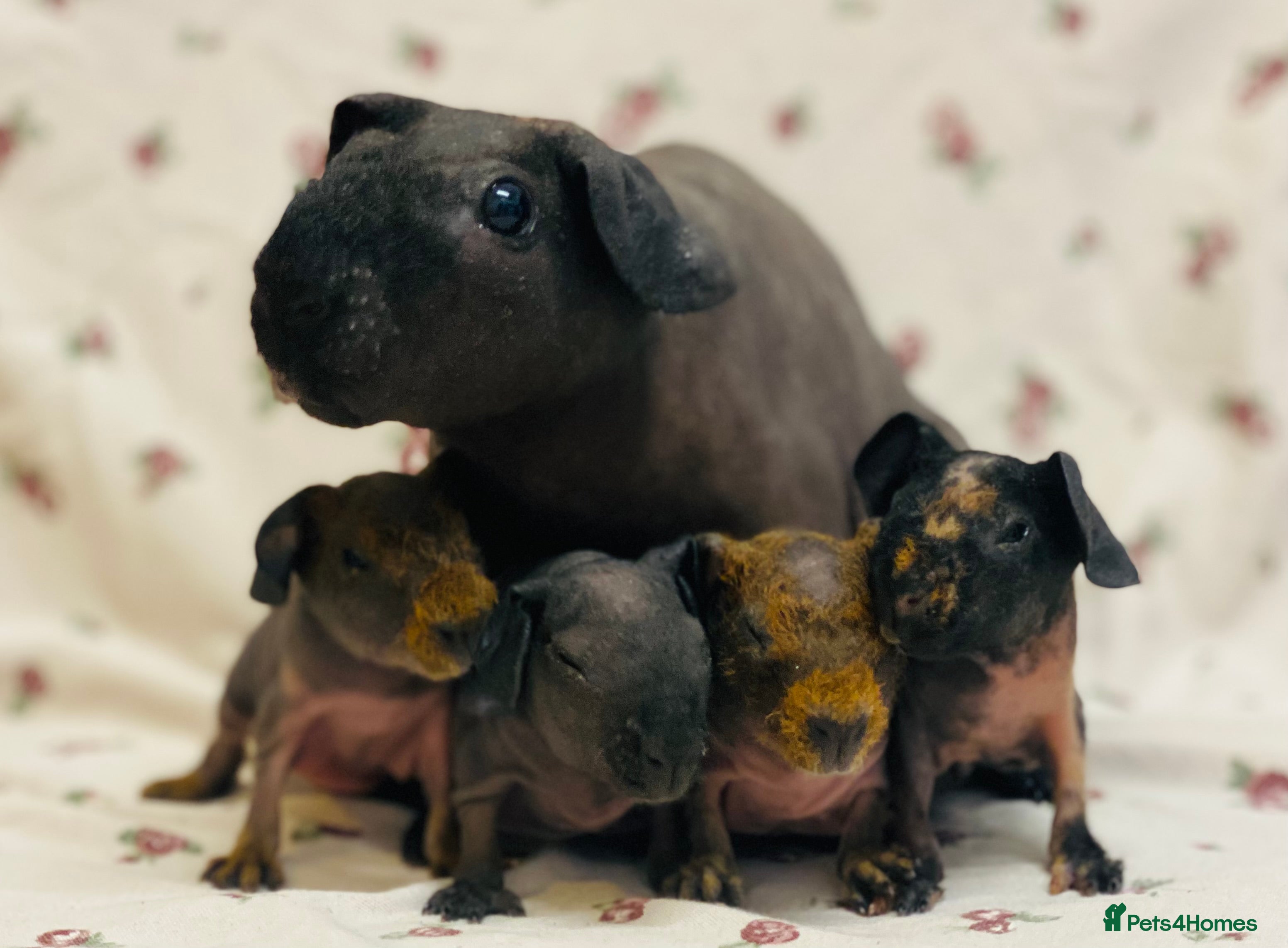 Guinea Pig rodents for sale: Skinny pig and werewolf babies available soon - Advert 2