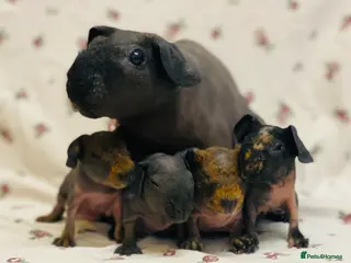 Guinea Pig rodents for sale: Skinny pig and werewolf babies available soon - Advert 2