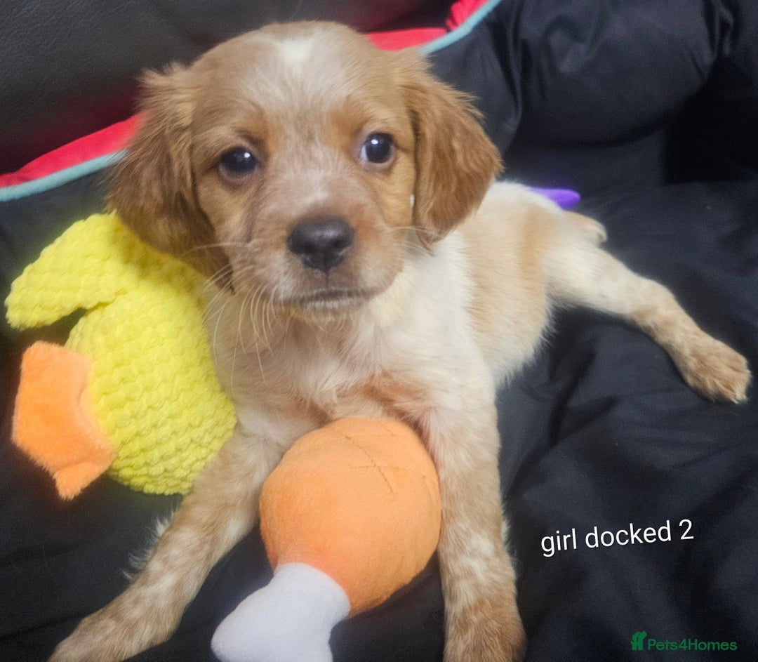 Brittany Spaniel dogs for sale: Brittany pups - Image 8