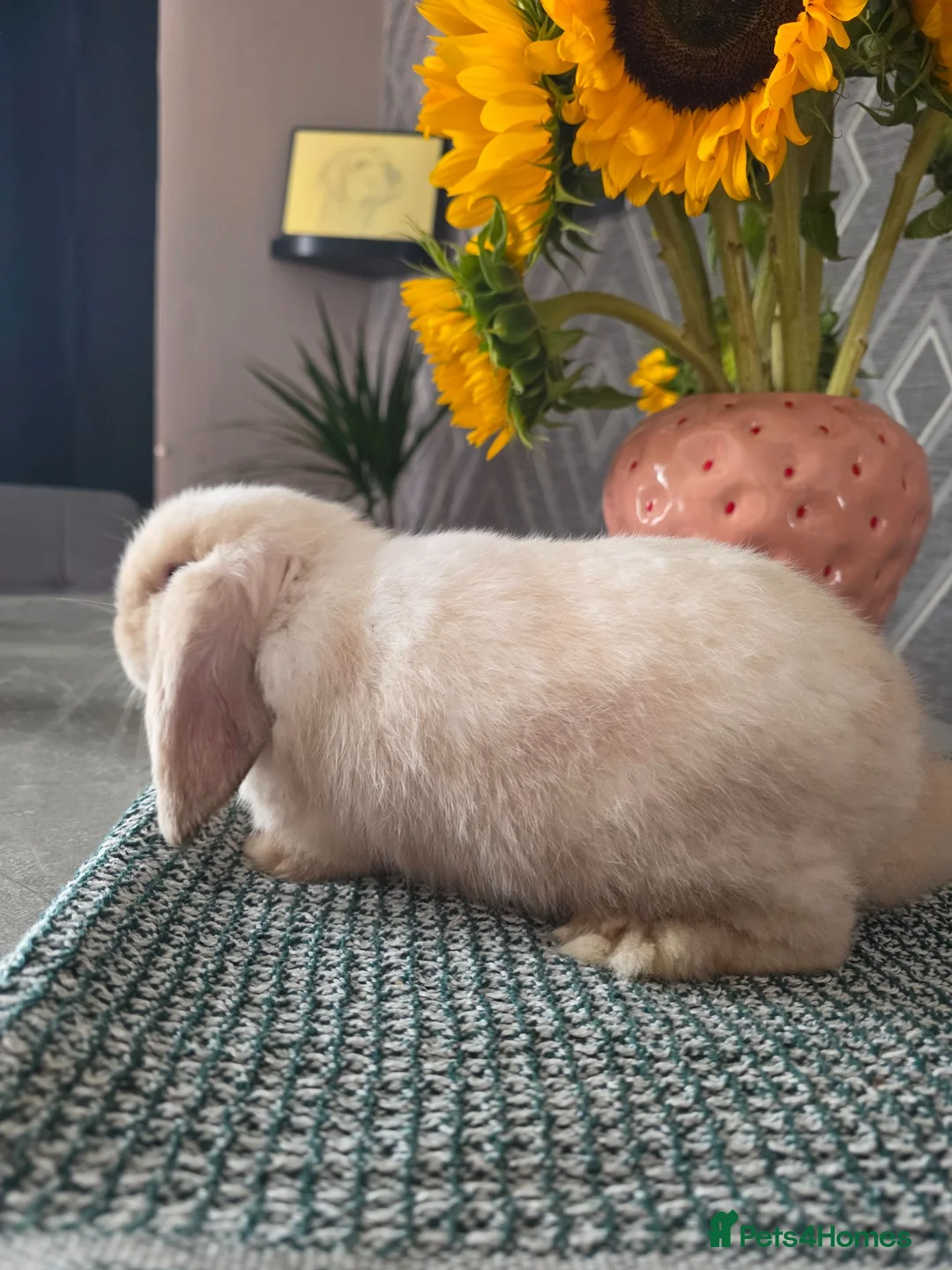 Mini Lop rabbits for sale: 🐰 Adorable Purebred Mini Lop Girl 💕 - Advert 7