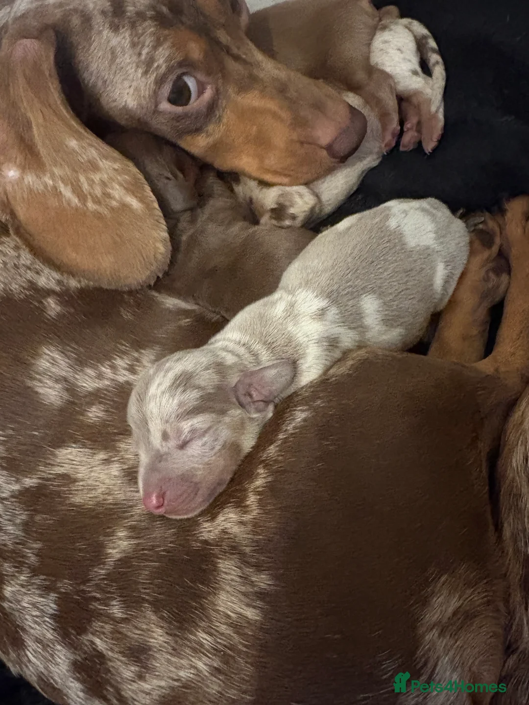 Miniature Dachshund dogs for sale: Miniature Dachshund Pups looking for Loving Homes - Advert 22