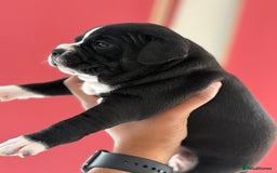 Staffordshire Bull Terrier dogs for sale: Outstanding KC blue gene carriers - Image 12