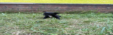 Jet black female with white chest and