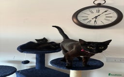 British Longhair cats for sale: 1 x British Long Hair & 2 x British Short Hair - Image 15