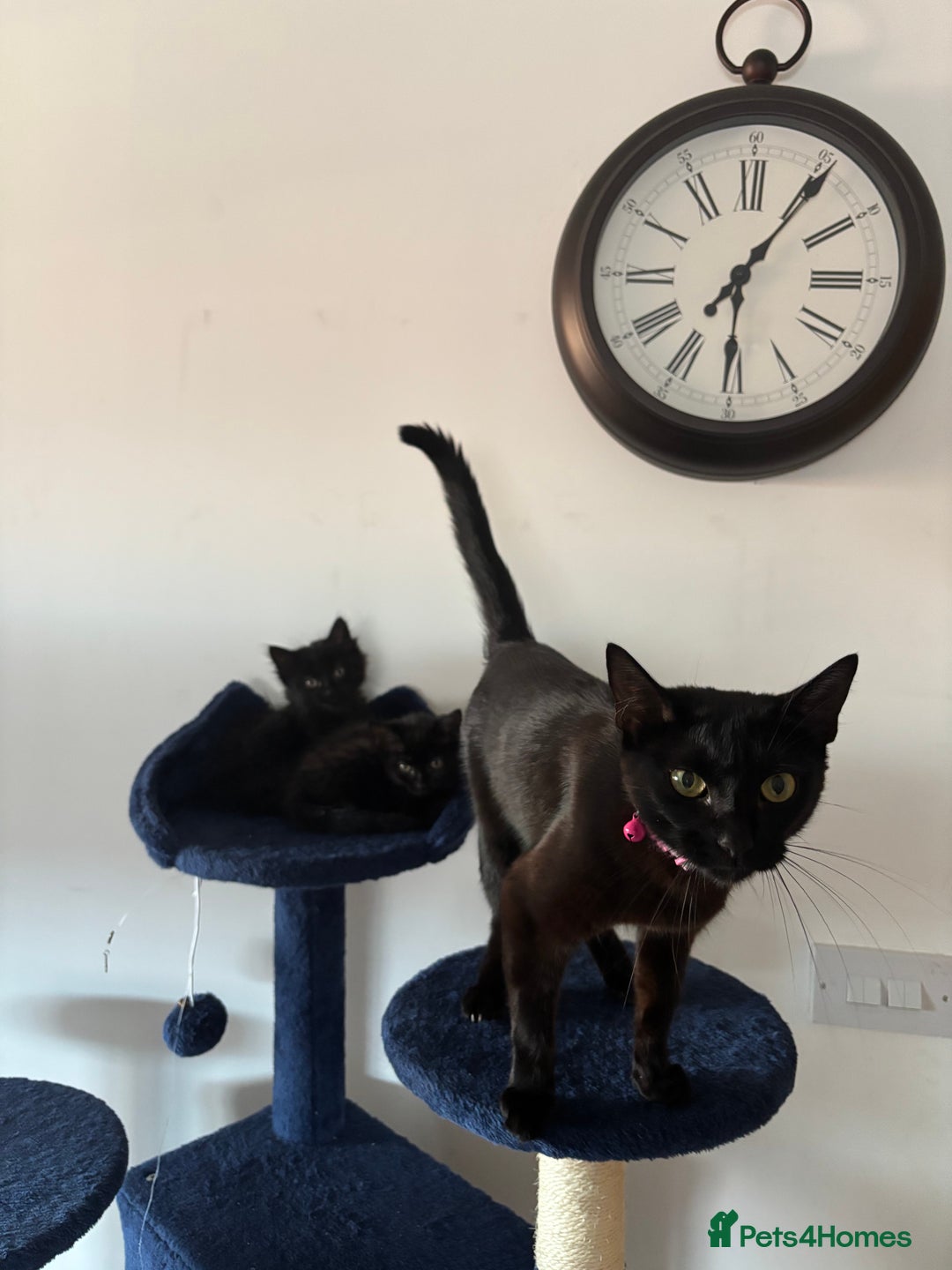 British Longhair cats for sale: 1 x British Long Hair & 2 x British Short Hair - Image 15