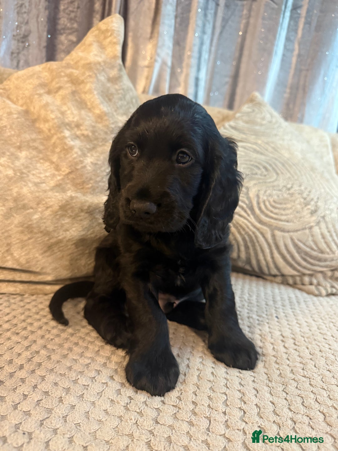 Cocker Spaniel dogs for sale: Cocker spaniel (working) - Advert 10