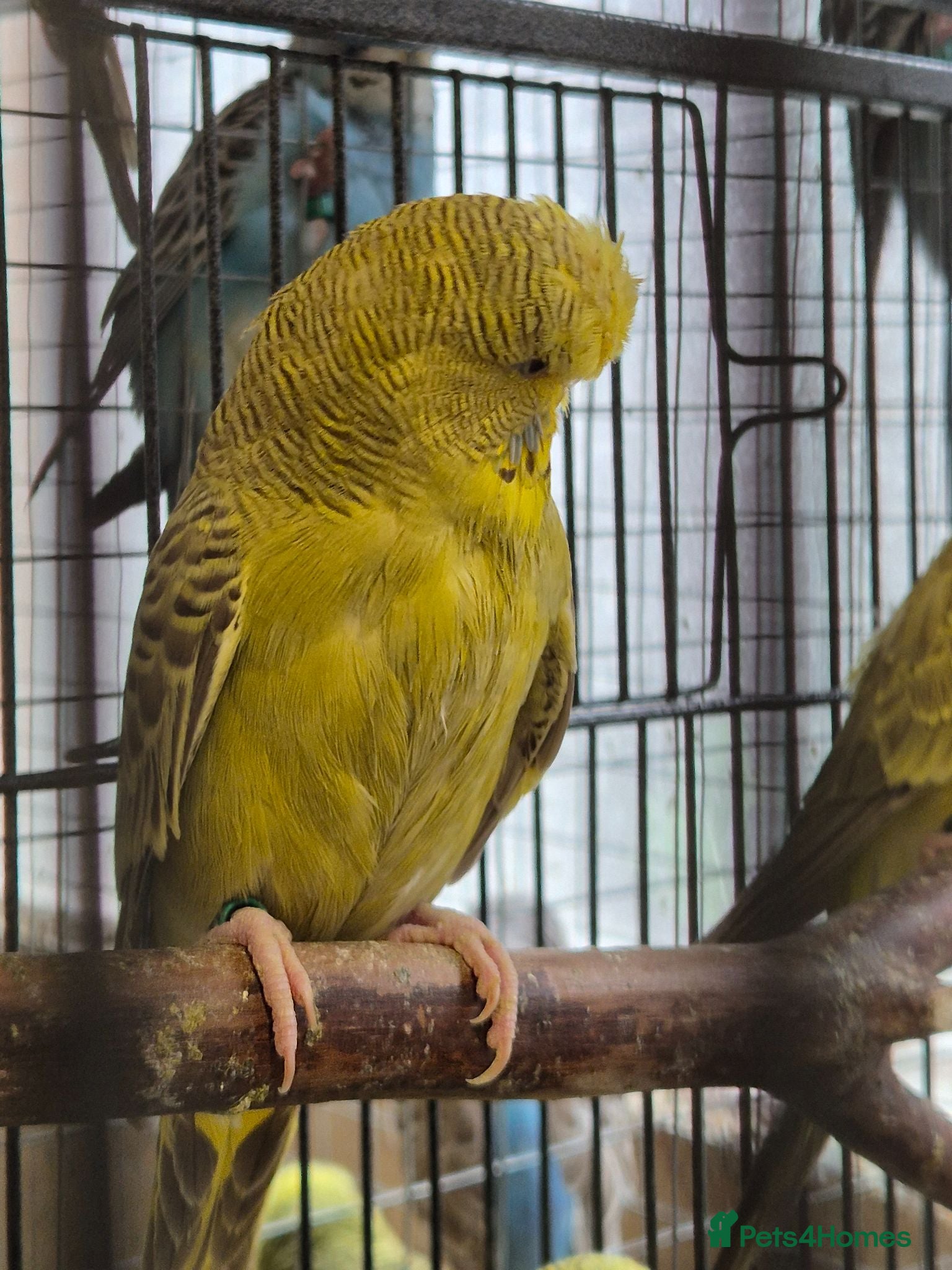 Budgerigars birds Hens variety colors - Advert 2
