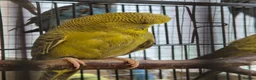 Budgerigars birds for sale: Hens variety colors - Advert 4