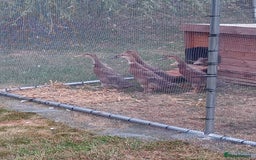 Ducks poultry for sale: Young Mostly Runner Ducklings - Image 2