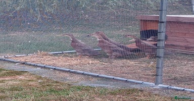 Ducks poultry - Advert 9