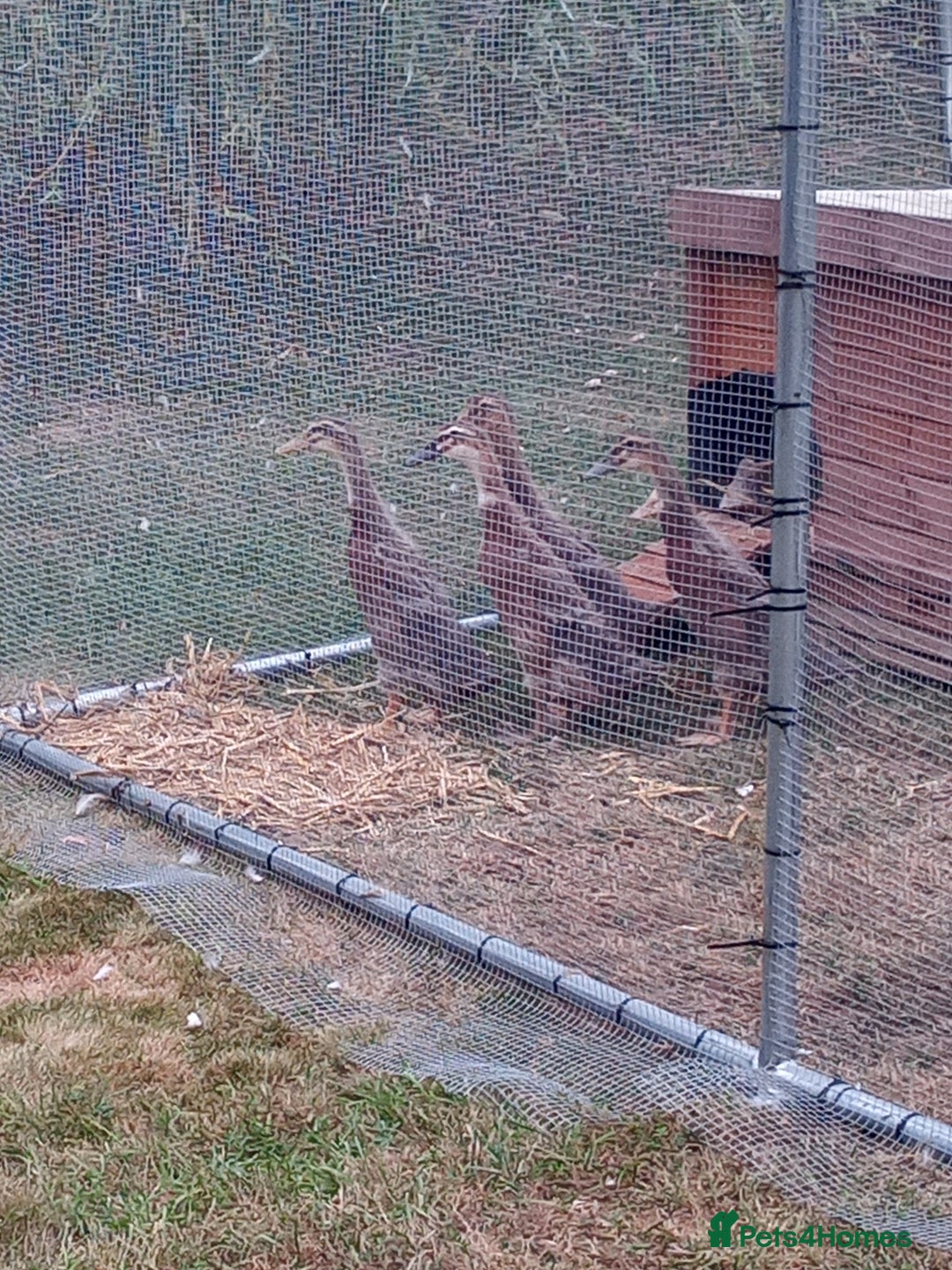 Ducks poultry for sale: Young Mostly Runner Ducklings - Image 2
