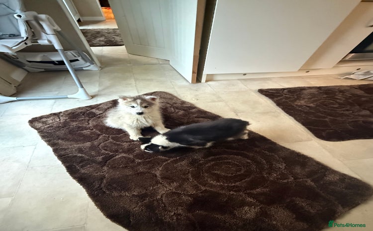 Siberian Husky dogs Siberian husky - Advert 1