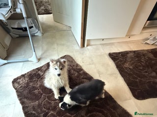 Siberian Husky dogs Siberian husky - Advert 7