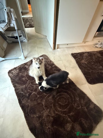 Siberian Husky dogs Siberian husky - Advert 1