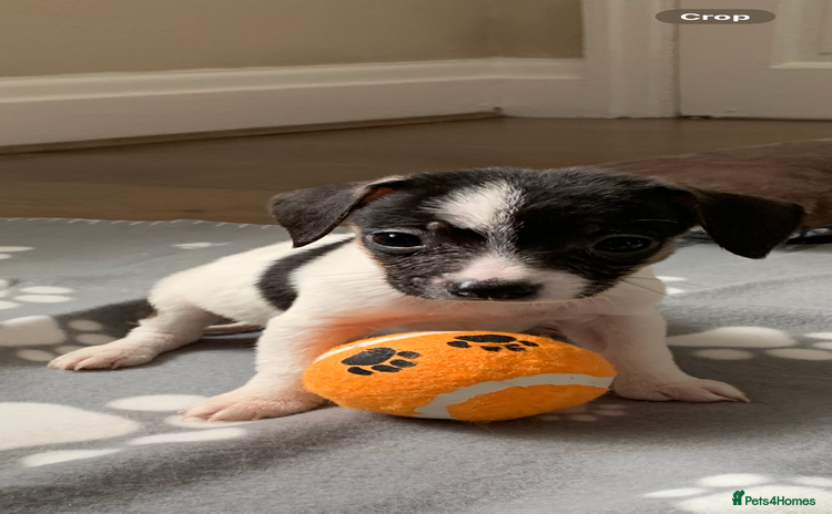 Jack Russell dogs - Advert 3