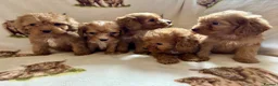 Cockapoo dogs for sale: F1 health clear cockapoo puppies  - Advert 19