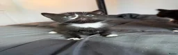 Mixed Breed cats for sale: 3 kittens looking for new laps  - Advert 4