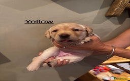 Labrador Retriever dogs for sale: English yellow Labradors  - Image 6