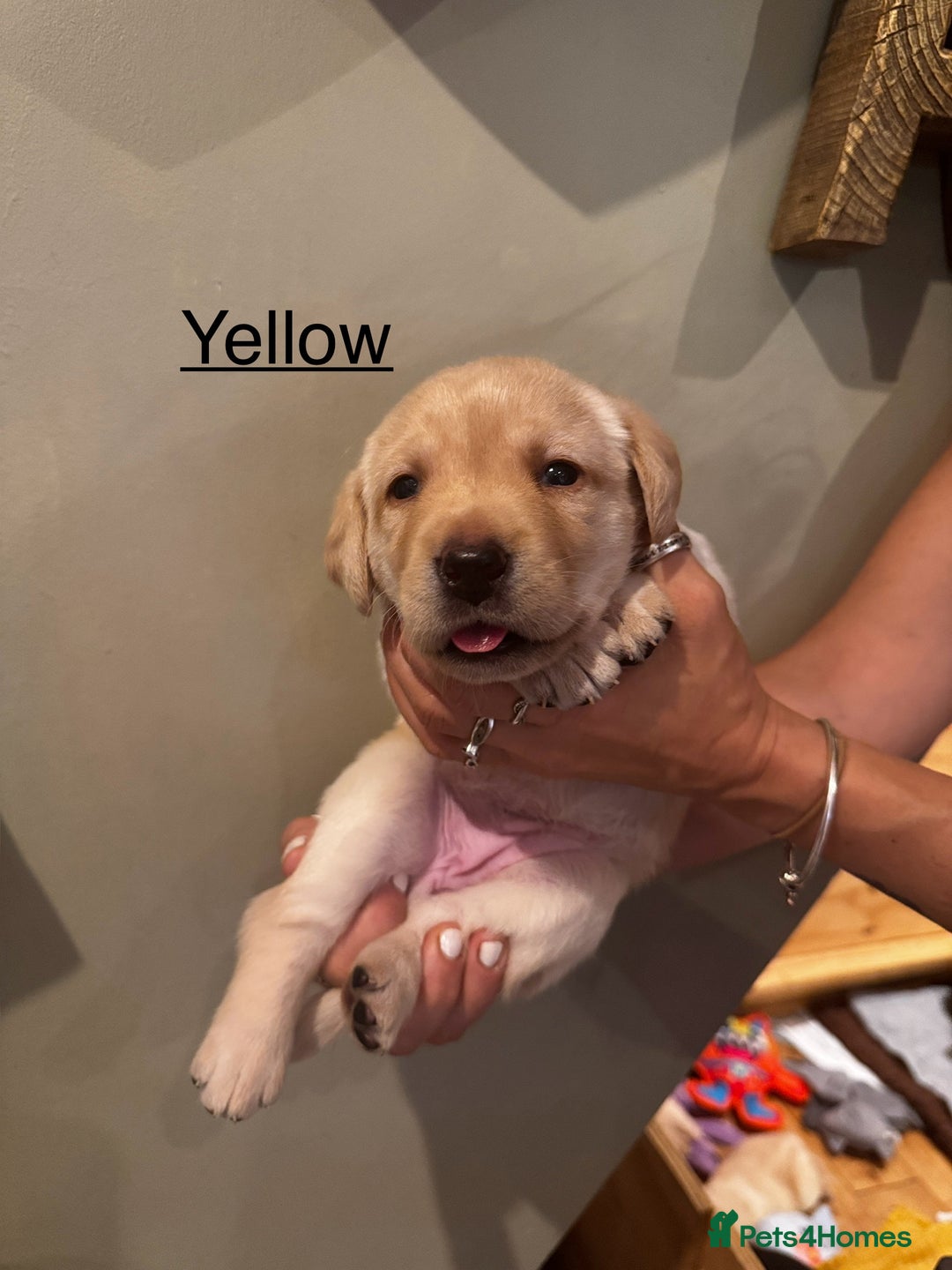Labrador Retriever dogs for sale: English yellow Labradors  - Image 6