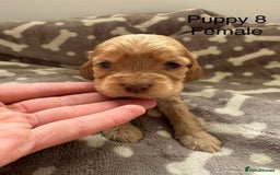 Cocker Spaniel dogs for sale: 🐾⭐️Exceptional ShowType Cocker Spaniel Puppys🐾⭐️ - Image 20