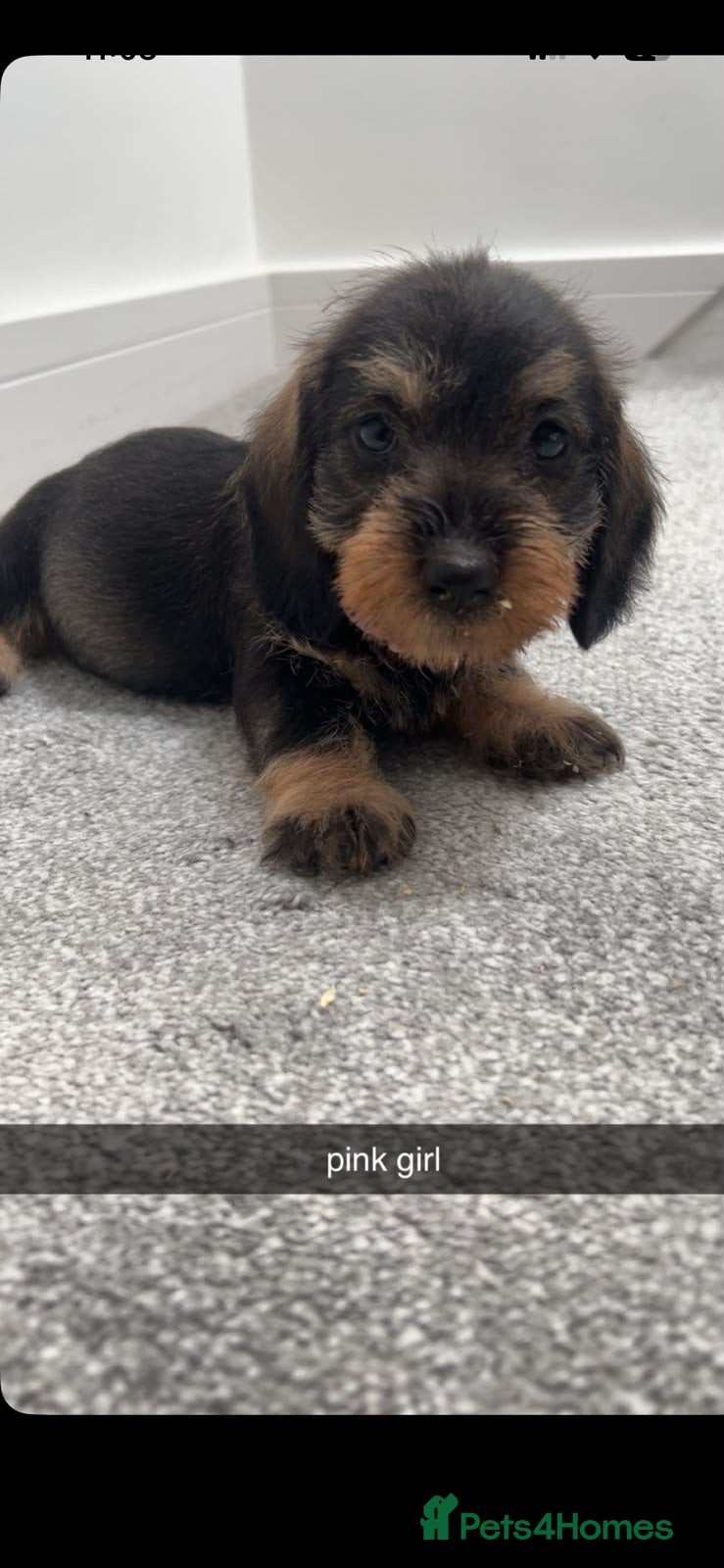 Miniature Dachshund dogs miniature dachound teckels  - Advert 2