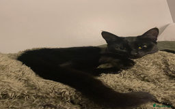 Bombay cats for sale: 1 year-old black kitten for adoption - Image 3