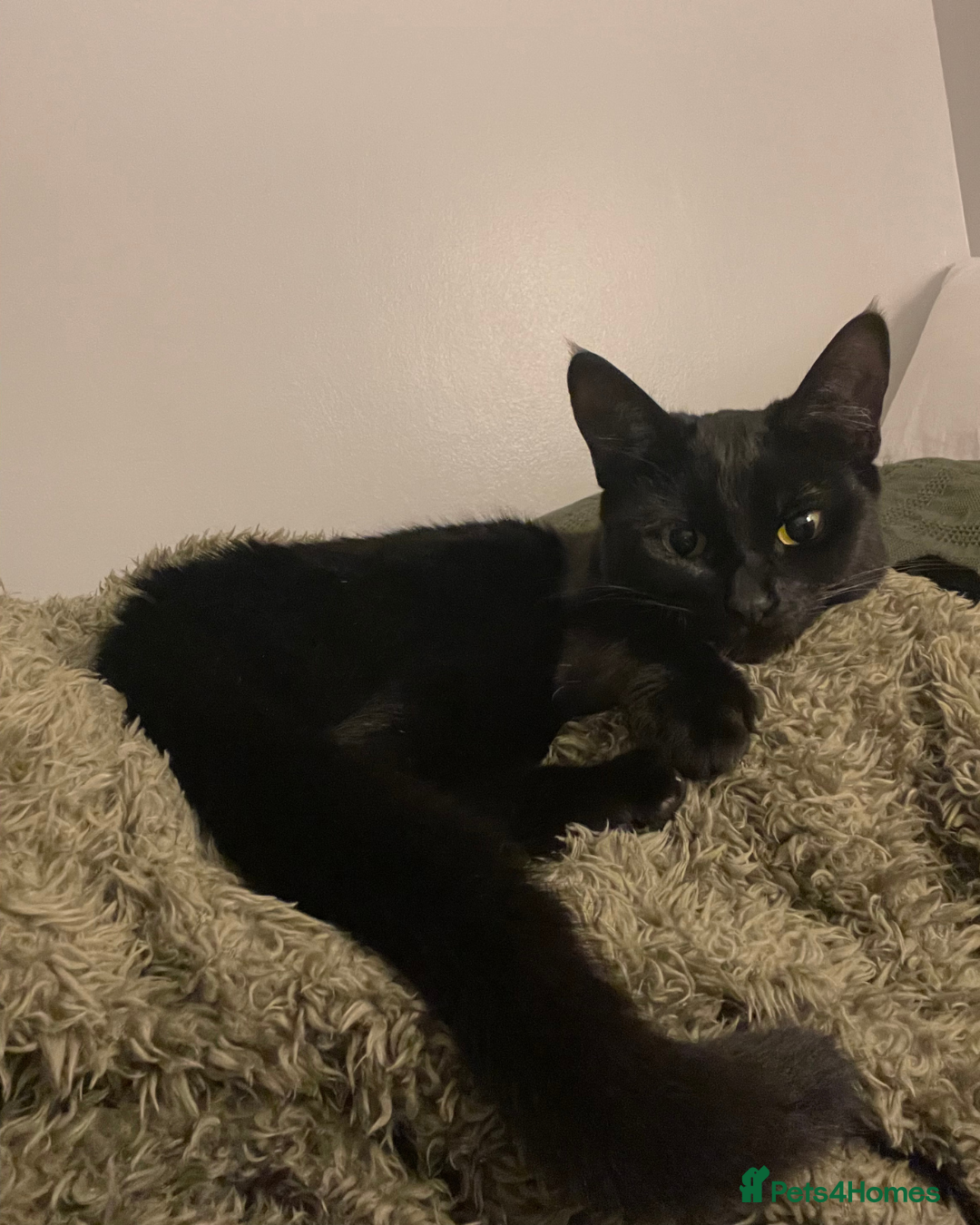 Bombay cats for sale: 1 year-old black kitten for adoption - Image 3