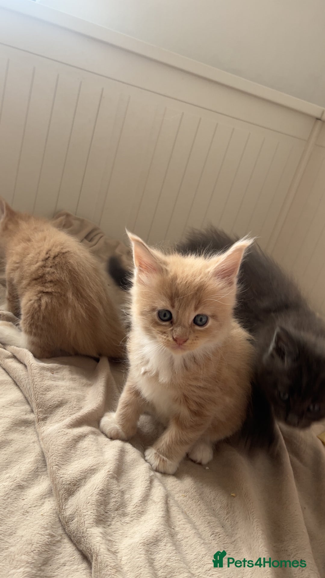 Maine Coon cats for sale: Tica Registered Maine coon kittens (one poly)  - Image 5